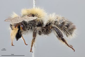 Media type: image;   Entomology 793799 Aspect: habitus lateral view